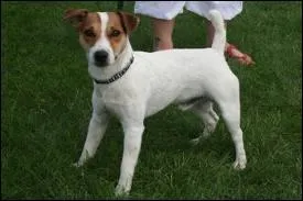 Quelle est cette race ?