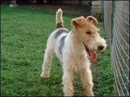 Quelle est cette race ?