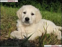 Quelle est cette race ?