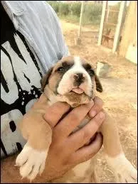 Quelle est cette race ?