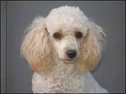 Quelle est cette race ?