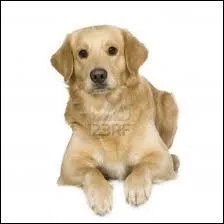 Quelle est cette race ?