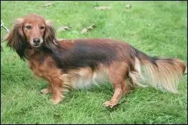 Quelle est cette race ?