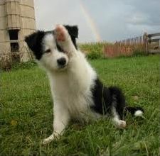 Quiz Chiens