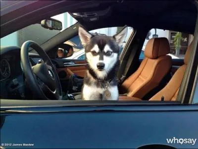 Quel est le nom du petit chien de James ?