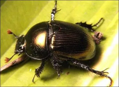 Il n'en reste plus que deux, ils semblent toujours dans le vent !