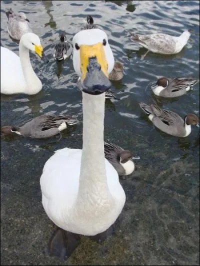 Dans quel ballet de Tchakovski peut-on retrouver cet oiseau ?