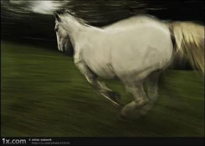 Il a crit cette chanson :  Le petit cheval blanc  !