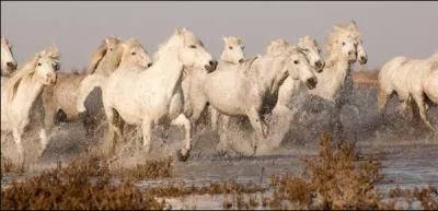 A qui doit-on Crin-Blanc tourn en 1951 se droulant en Camargue ?