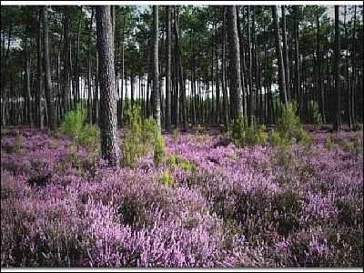 Dans quel dpartement ne s'tend pas la fort des Landes ?