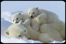 Quel animal ne change pas de couleur en hiver ?