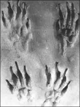  quel animal appartiennent ces empreintes dans la neige ?