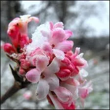 Quel est ce petit arbre d'ornement qui fleurit en hiver ?