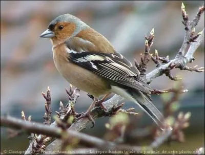 Lequel de ces oiseaux n'est pas migrateur ?