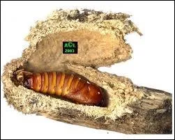 Comment appelle-t-on l'arrt de dveloppement des insectes pendant la saison froide ?