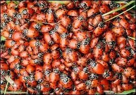 Que fabriquent les coccinelles pour se protger du froid ?