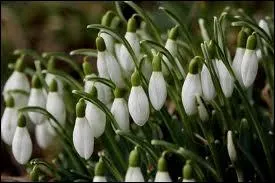 C'est une des premires fleurs  sortir de la neige. On l'appelle aussi  goutte de lait .
