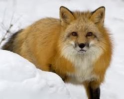Quiz Nature