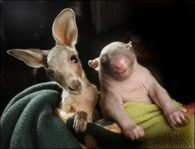 Ils vivent tous deux en Australie !