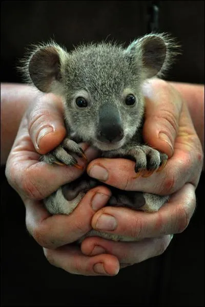 Plus tard, il pourra dgager une forte odeur d'eucalyptus !