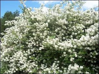 - de longues branches de fleurs de pcher et d'(... ) et des brasses de (... ).