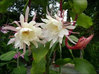 On peut cultiver cette plante, la  Reine de la nuit , en Europe, mais elle ne fleurira qu'une fois ou deux par an, uniquement la nuit !