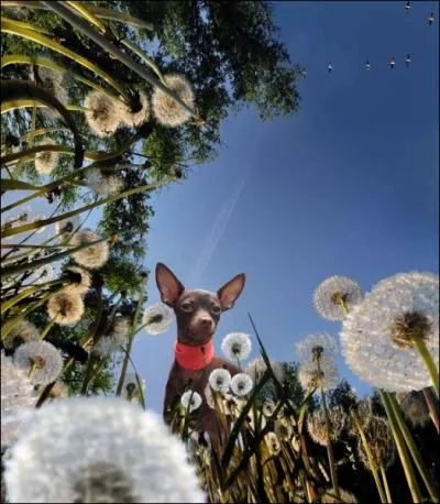 Igor Zenin est né à Kishivev en Moldavie, en 1948. Quel est son domaine artistique ?
