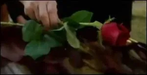 Quelles desperate housewives se retouvent veuves ?