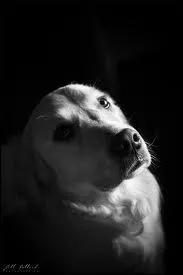  Pauvre chien perdu dans la ville y a des abris pour toi mon vieux, on a la conscience tranquille, mais quand on regarde tes yeux ...  