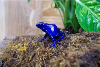 Si vous avez une grenouille dendrobate en captivit, au bout d'un certain temps, elle deviendra ...