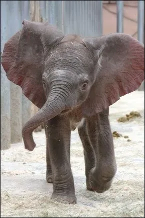En dehors de leur aspect, leur biotope, qu'est-ce qui diffrencie un lphant d'Afrique d'un lphant d'Asie ?