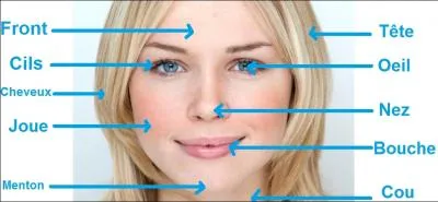 Traduisez en anglais le mot  menton .