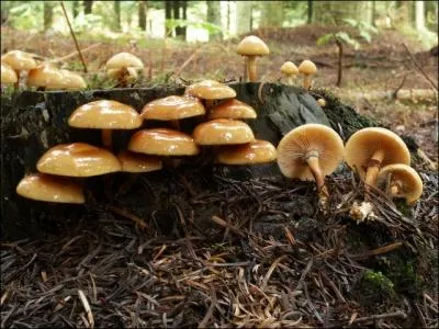 Quel est ce champignon ?