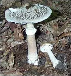 Quel est ce champignon ?