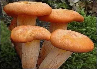 Quel est ce champignon ?