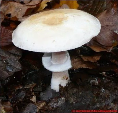 Quel est ce champignon ?