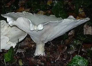 Quel est ce champignon ?