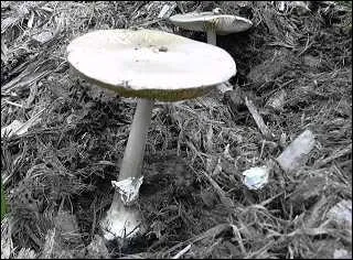 Quel est ce champignon ?