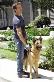 Comment Bongo, le chien de Mike, se retrouve-t-il chez le vtrinaire ?