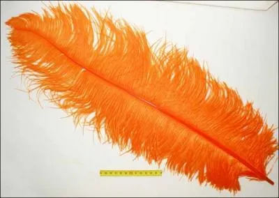 La couleur de cette plume fit souffler un fort vent de rvolte sur la ville de Kiev, provoquant une vritable rvolution dans ce pays !