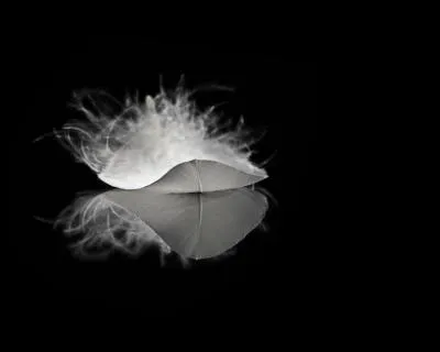 Porte par des alizs, la plume survole les chutes d'Iguau, dont l'cume lui ressemble !