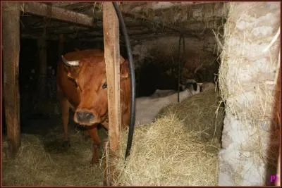 Meuh, oui ! Je suis revenue des estives, j'ai retrouv mon :