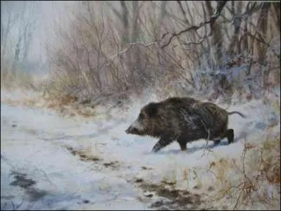 C'est en gnral un endroit sec, abrit du vent et cach dans de profonds fourrs o dort le sanglier, durant la journe.