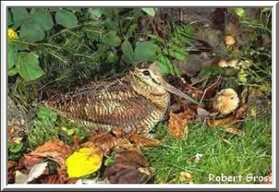 La bcasse se repose dans l'une, se nourrit dans une autre ou choisit un troisime lieu pour fuir devant l'ennemi.