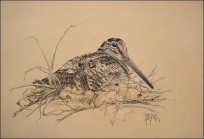 On donne le nom de  ...   au secteur de bcasses devenues sdentaires, l, o se trouvent plusieurs  ...  .