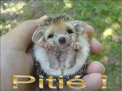 De quoi le modeste hrisson se contente-t-il pour hiberner ?