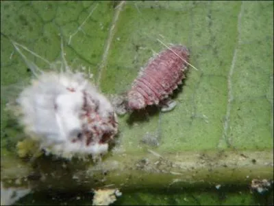 Quelle couleur obtient-on avec les cochenilles ?