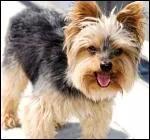 Quelle est cette race de chien ?