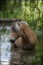 Quelle est la race de ce poney ?