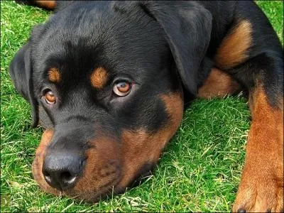 De quelle couleur est le Rottweiler ?